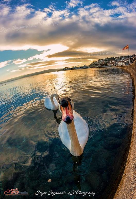 New Studio 70M To The Lake Охрид Экстерьер фото